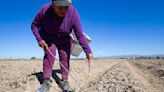 An early harvest could yield high volumes for asparagus growers in the Yakima Valley