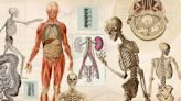 Datos curiosos sobre los huesos: algo más que andamios