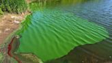 En medio de la ola de calor: emiten una alerta por cianobacterias en balnearios bonaerenses y piden a la gente que no se meta al agua