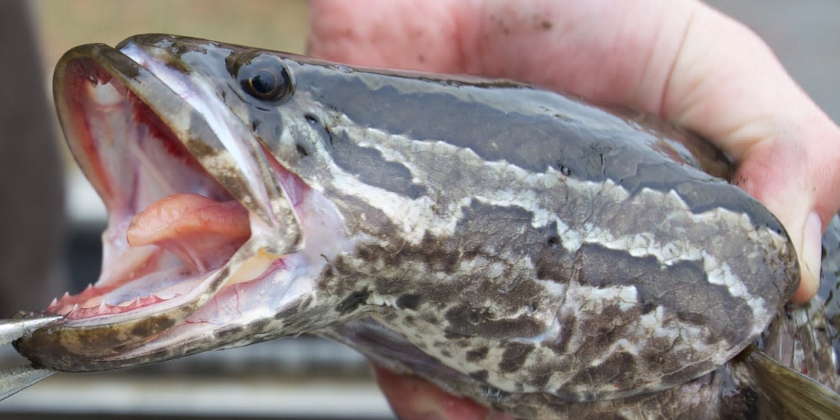 Fourth invasive northern snakehead fish found in Missouri
