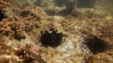 Sea urchins fed waste cabbage to spare Japan’s seaweed forests