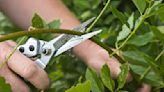 Pruning mistakes – 5 common errors and how to avoid them, according to a garden expert