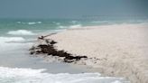 Sargassum, flesh-eating bacteria and plastic create 'perfect storm,' says Florida study