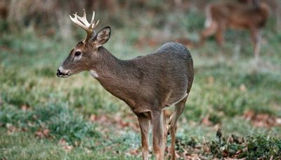 Saturday or Monday? Pa. hunters debate which firearms deer season opening date is better