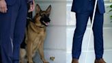 Biden's dog Commander bit Secret Service agent while president took him on a walk, records show