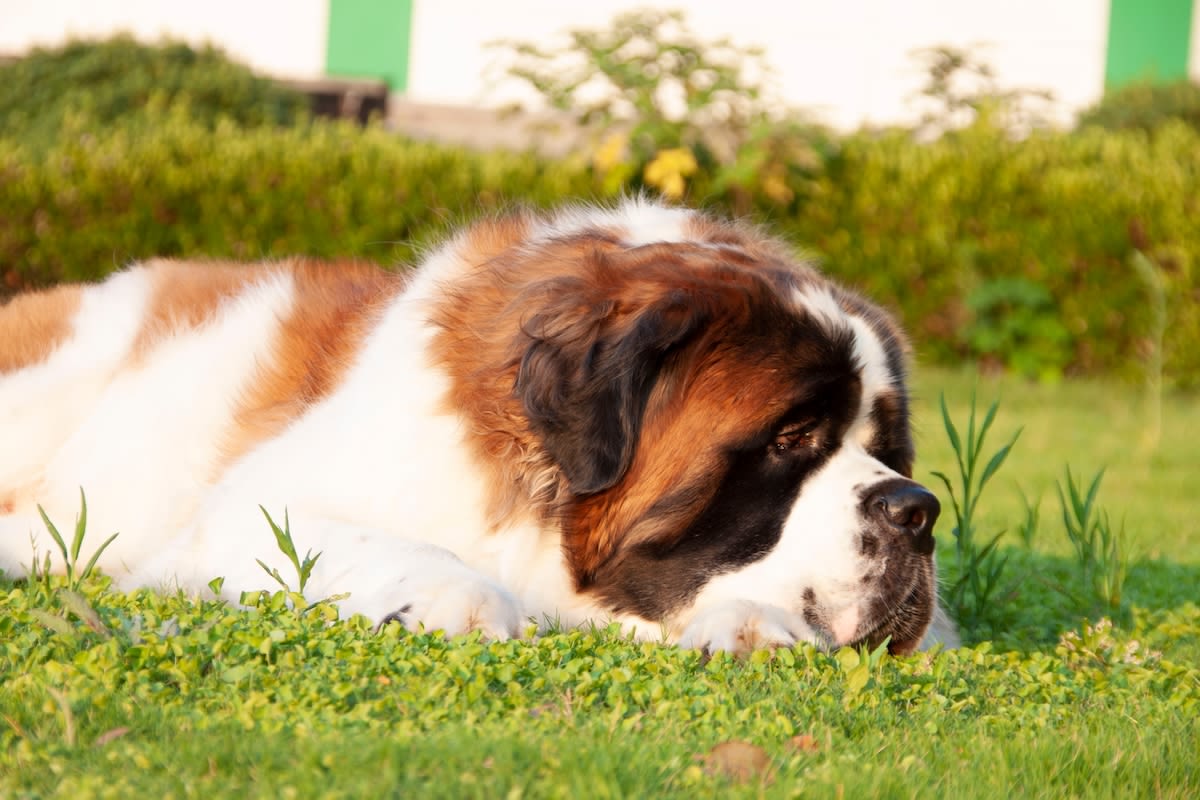 Saint Bernard's Hilarious 'Temper Tantrum' Outside Vet Results in Him Getting Treatment Al Fresco