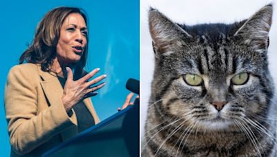 Here’s the latest celeb to endorse Kamala Harris with a cat, and not just any cat