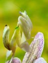 Flower mantis