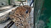 Aurangabad: Leopard Spotted in City Again