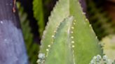 Mother Of Thousands: How To Grow This Unique Succulent