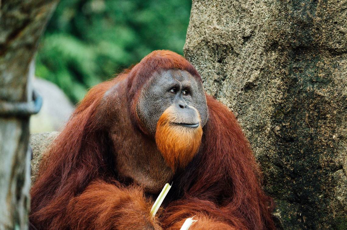 Injured orangutan observed treating his own wound with medicinal plant, scientists say