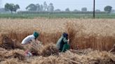 India Mulls Reducing Wheat Import Duty to Tame Rising Prices