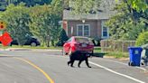 DEVELOPING: Bear spotted in North Arlington neighborhoods | ARLnow.com