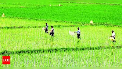 Increase in Cultivation of Short Duration Paddy Variety PR 126 Expected in Punjab | Chandigarh News - Times of India