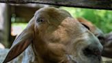 Some of the rarest animals in the world are at a living museum in Central Indiana