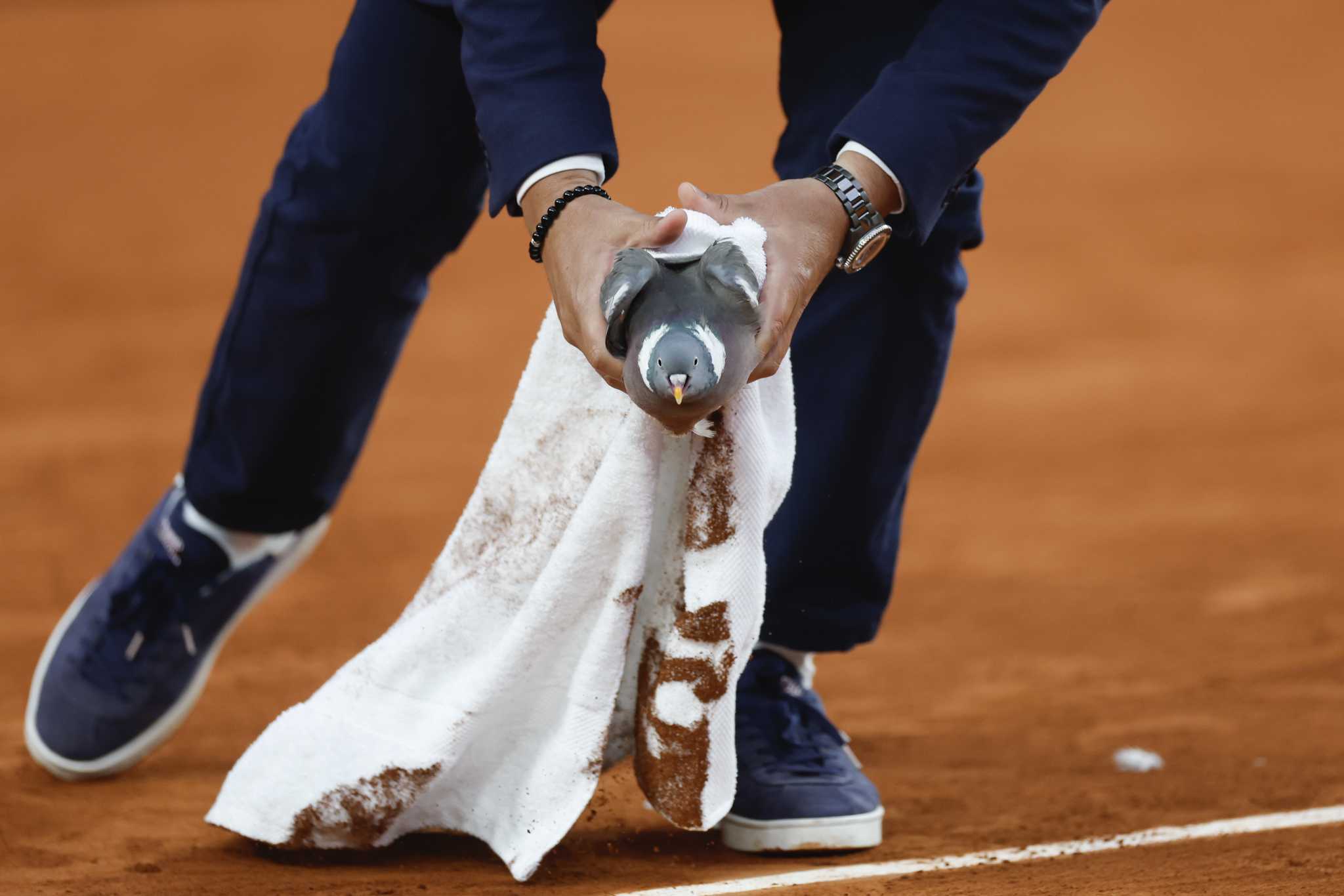 On a wing and a prayer, a pigeon is rescued by a French Open chair umpire during a match