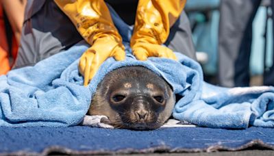 Mystic Aquarium takes in 'dehydrated, underweight' seal for treatment