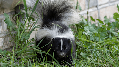 How Do You Get Rid Of Skunk Smell? And Why Does It Smell So Bad?