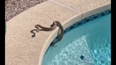 Serpiente de cascabel se divierte en piscina de una casa de Arizona, después nada un poco