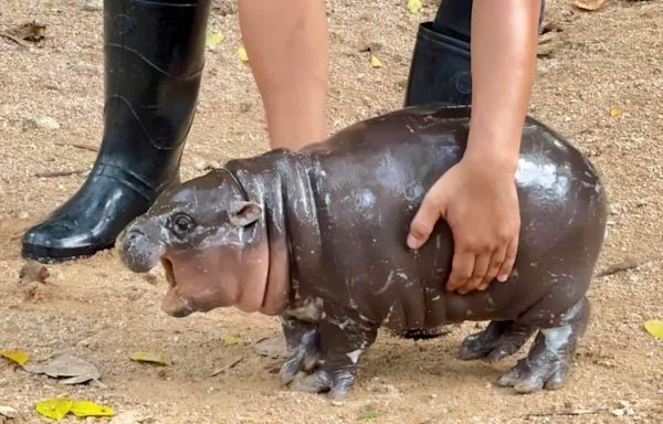 A baby hippo is going viral - and paying the price