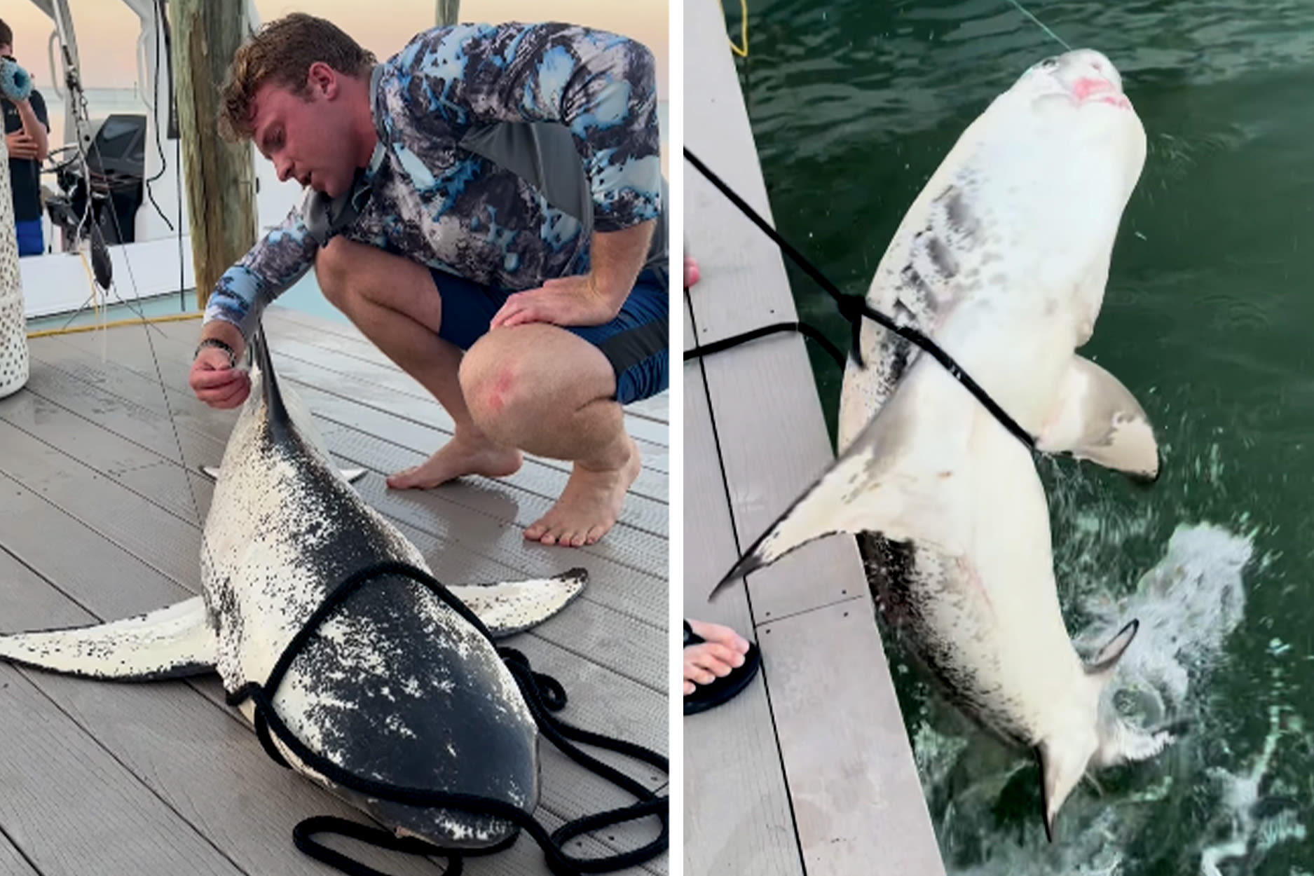 Watch: ‘Incredibly Rare’ Piebald Shark Caught and Released in Florida