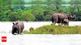 Heritage tag boosts Kaziranga tourism and conservation | Guwahati News - Times of India