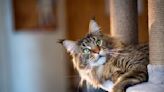 Maine Coon Cat Babysitting Precious Kitten Is Too Cute