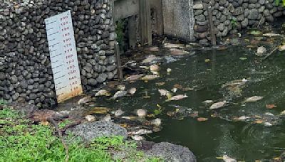 超臭！羅東運動公園虹明湖「魚隻大量死亡」 水質檢驗：溶氧消耗大