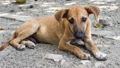 Turquía analiza sacrificar a 4 millones de perros callejeros si no se les encuentra dueño y desata indignación | El Universal