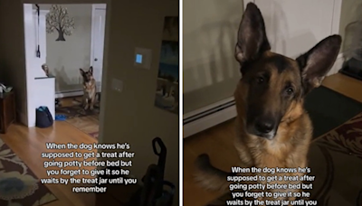 Delight at German shepherd reminding owner he's owed a "midnight snack"