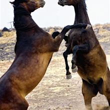 File:Horse Play.jpg - Wikimedia Commons