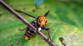 Good news: 'Murder hornets' haven't been seen in Washington this year