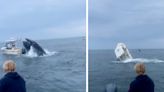 Watch: Humpback Whale Capsizes Boat, Launching Two Fishermen Overboard