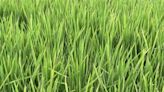 一期稻值分蘗後期遇悶熱氣候 苗縣農業處提醒防範稻熱病 - 生活
