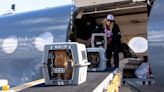 Maui Humane Society sends 50 cats to California to alleviate capacity crisis