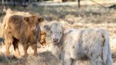 Tenessee Farm Celebrates the Birth of New Highland Calves With Adorable Video Montage