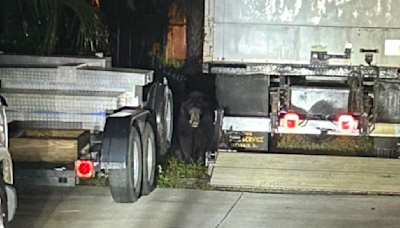 Black bear running loose in downtown Fort Myers captured