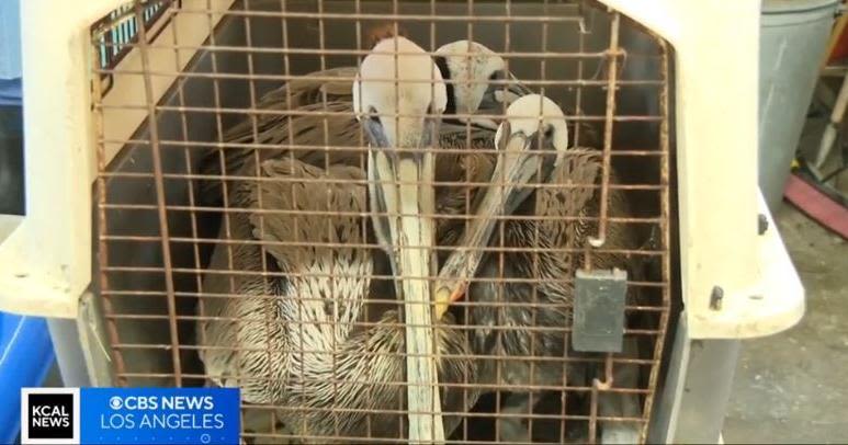 Dozens of sick and starved brown pelicans turning up on Southern California beaches