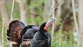 Minnesota turkey hunters shatter previous record harvest as spring season concludes - Outdoor News