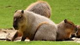 Los capibaras y el misterio que los científicos no han podido resolver de su comportamiento