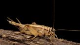Why don’t female crickets chirp?