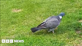 Pigeons shot with arrows in Duston