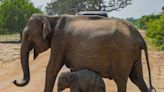 Asian elephants have lost 64% of their suitable habitat, scientists say