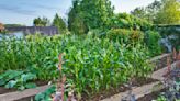 8 vegetable garden hacks that can save you time, money, and give you better crops