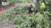 雨彈炸苗栗！直徑30公分巨樹躺地枝葉蓋馬路 剩單向通行