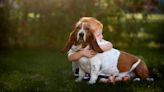 Trainers Say These 9 Hound Dogs Make the Best Family Pets