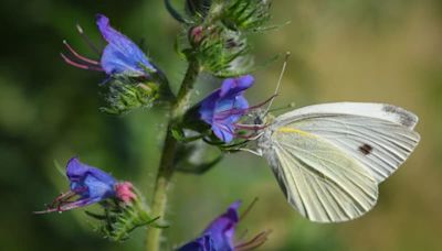 Do butterflies a favour with a spiral bed in your garden