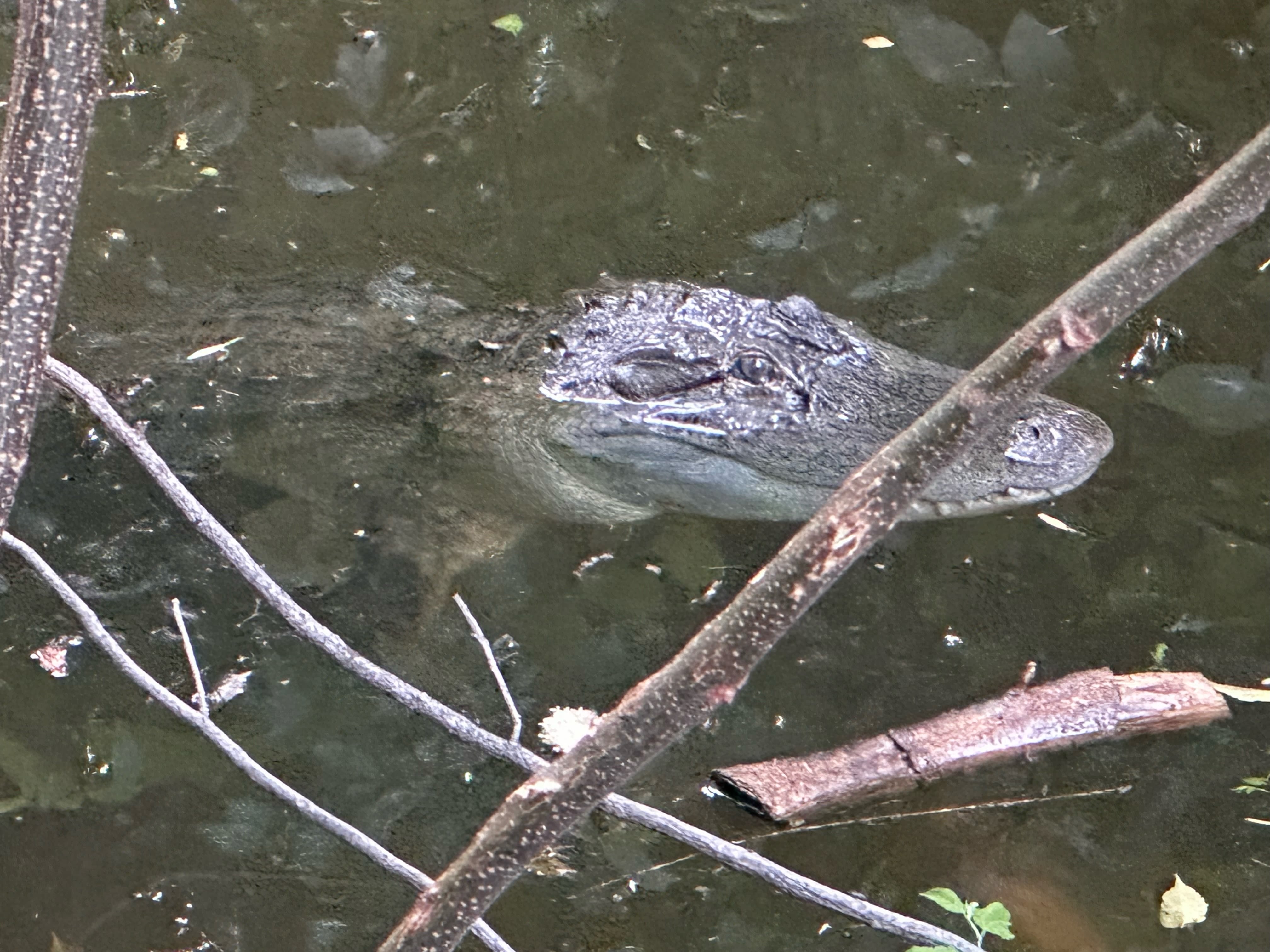 Alligator spotted in Coppell