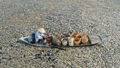 極端高溫加上水庫管理不當， 越南同奈省水庫數十萬魚群死亡 - The News Lens 關鍵評論網