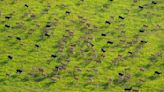 South Sudan says its 6M antelope make up world’s largest land mammal migration, but poaching on rise